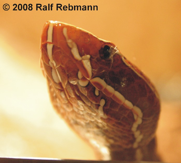 Agkistrodon bilineatus bilineatus Bild01